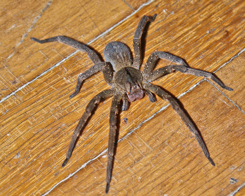 Picada da aranha armadeira provoca ereção de 4 horas e pode ser o substituto do Viagra