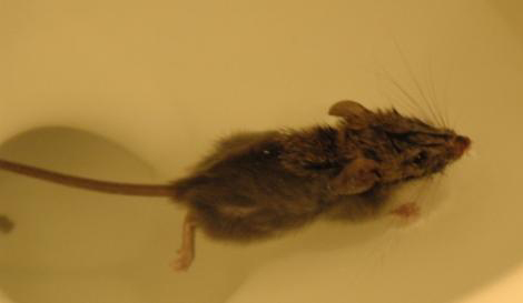 Vídeo mostra como um rato pode sair de dentro de seu sanitário a qualquer momento!
