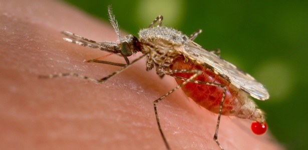 Mosquitos com genes modificados são capazes de bloquear a malária