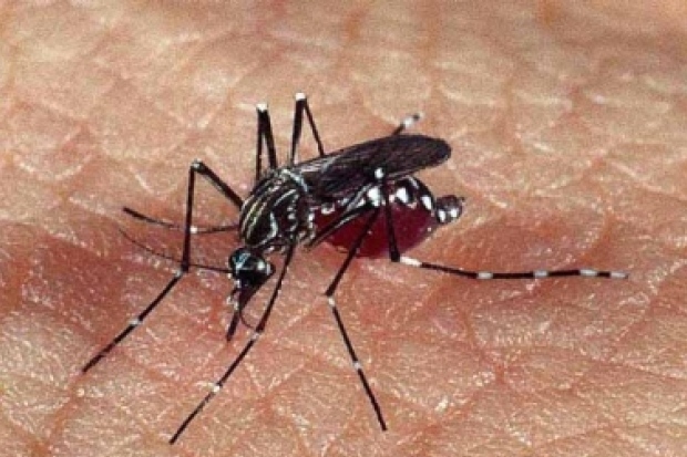 Óbitos por dengue atinge número próximo do registrado em 2014