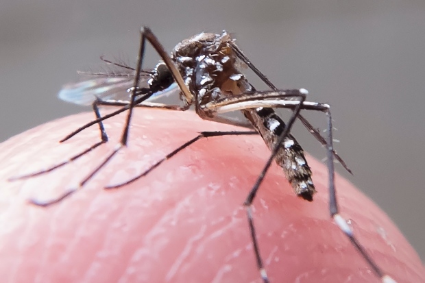 Registros de casos de dengue mais que dobra em Minas em 2015