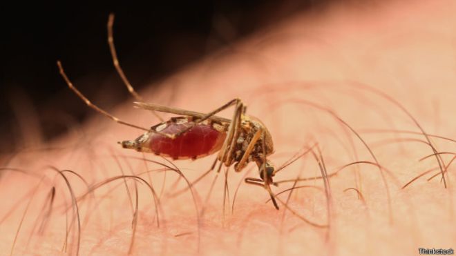 Confirmado dois casos de zika e circulação do vírus em Minas Gerais