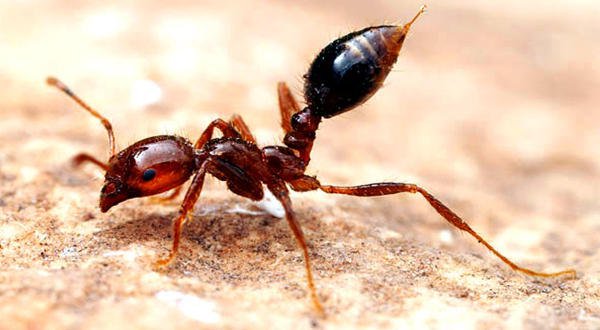 Confira lista com a seleção dos 10 insetos mais perigosos do mundo