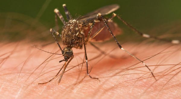 Capital mineira confirma primeira morte causada por dengue neste ano