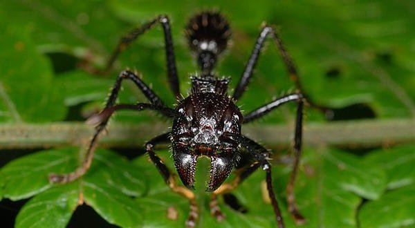 Confira lista com a seleção dos 10 insetos mais perigosos do mundo