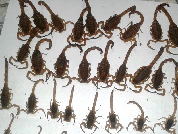 Mulher encontra 55 escorpiões em casa no Norte de MG