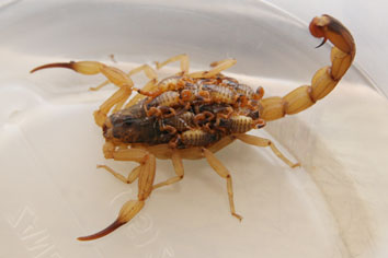Fundação Ezequiel Dias envia 500 escorpiões para produção de antídoto