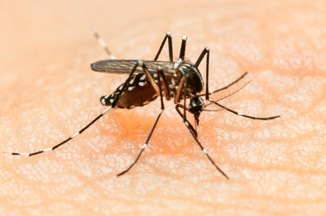 Aedes Aegypty – Três vezes mais perigoso