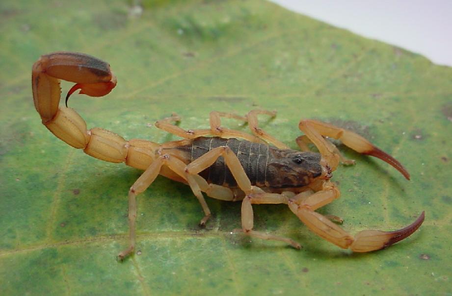 Acidentes com escorpiões em períodos chuvosos
