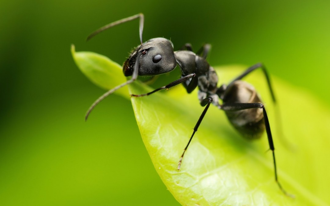 Formigas ganham importância com extinção maciça de espécies