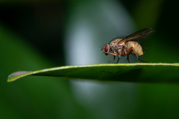 Conheça as espécies de moscas mais comuns