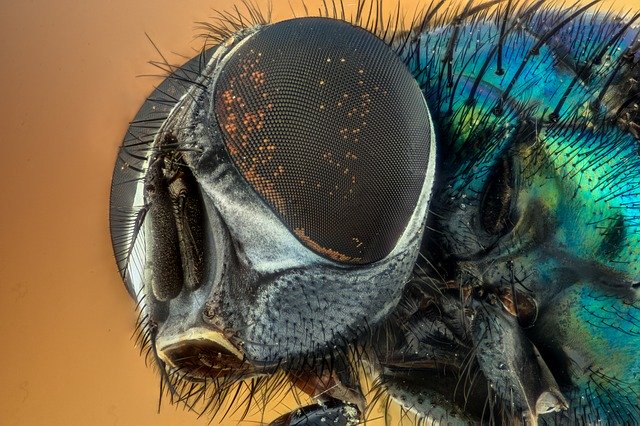 Os danos que as moscas causam na sua saúde