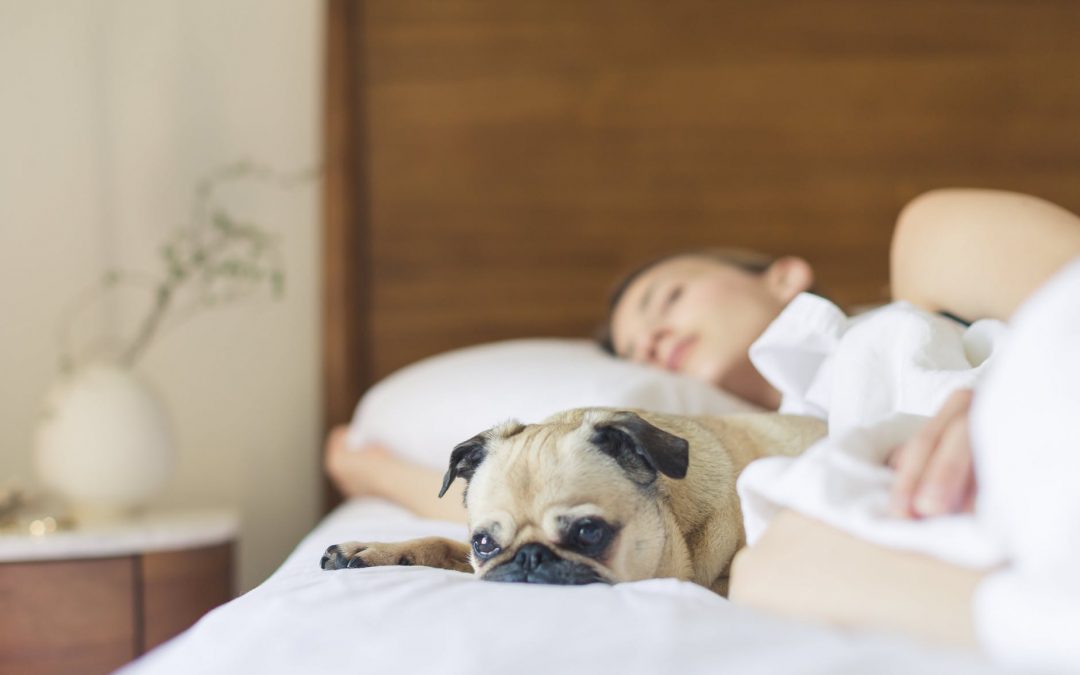 Conheça mais sobre o percevejo de cama antes de realizar a dedetização