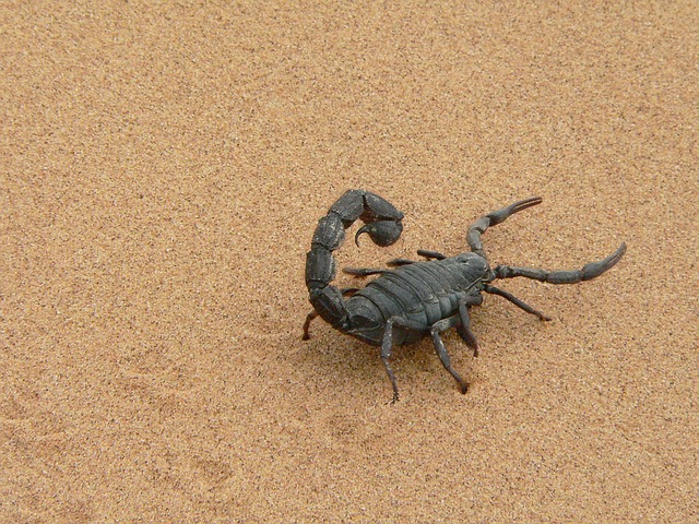 Conheça maiores informações sobre os temidos escorpiões que habitam Minas Gerais