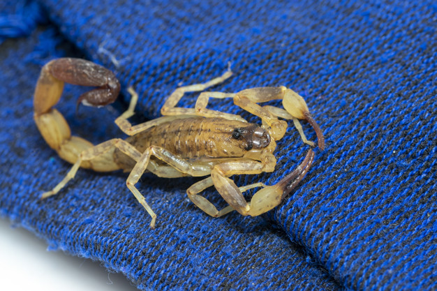 Os escorpiões são perigosos mesmo para a saúde?