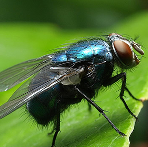 Valor da Dedetização de moscas - Dedetizadora Belo Horizonte