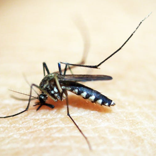 Dedetização de Mosquitos - Dedetizadora Belo Horizonte