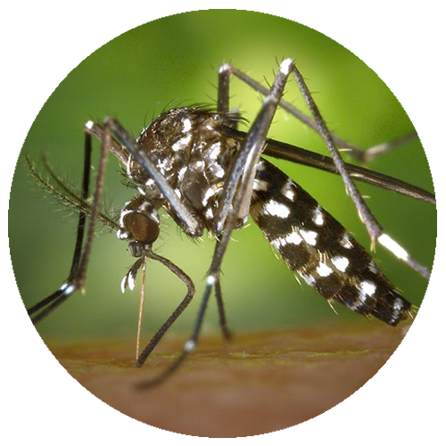 Preço da Dedetização de Mosquitos - Minas Gerais