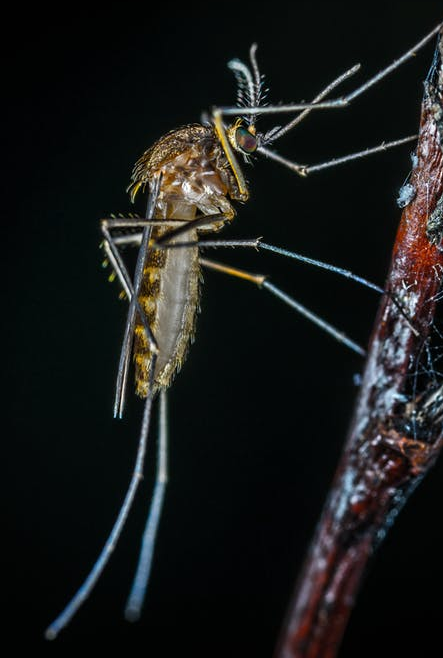 Valor da Dedetização de Mosquitos - Dedetizadora Belo Horizonte