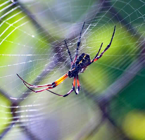 Dedetização de aranhas - Dedetizadora Minas Gerais