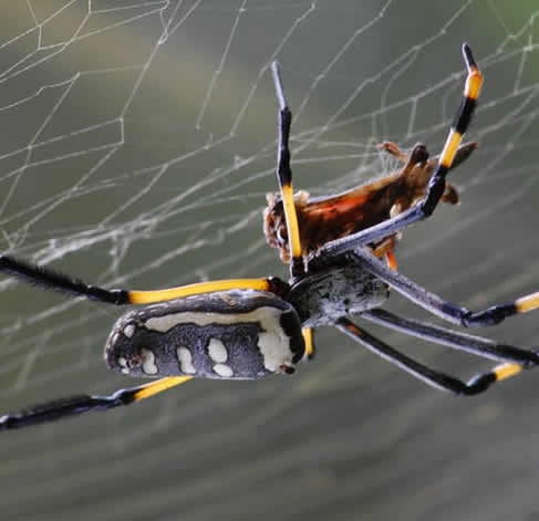 Preço da Dedetização de aranhas - Dedetizadora Minas Gerais