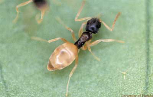 Dedetização de formigas BH - Dedetizadora BH