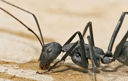 Preço da Dedetização de formigas BH - Dedetizadora BH