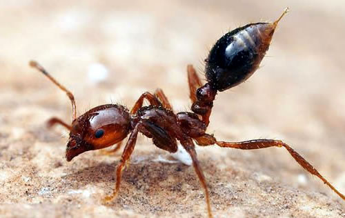 Preço da Dedetização de formigas - Dedetizadora BH