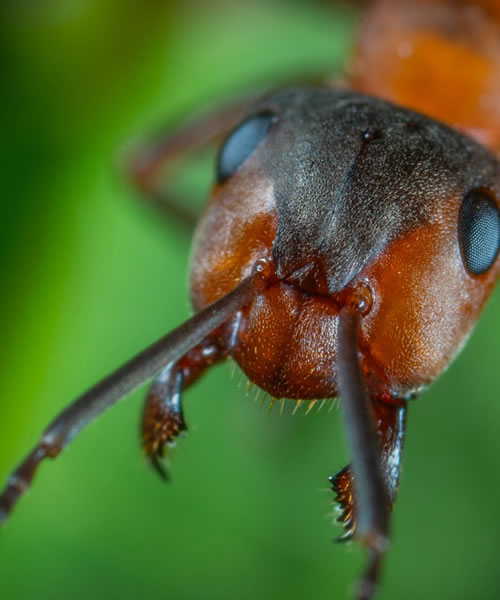 Preço da Dedetização de formigas - Dedetizadora Belo Horizonte