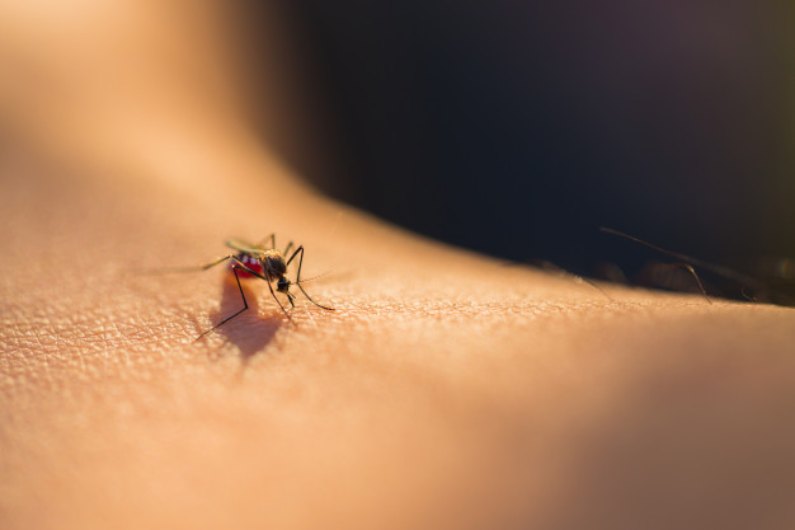 Quanto custa o serviço de dedetização de mosquitos? | BH | Minas Gerais