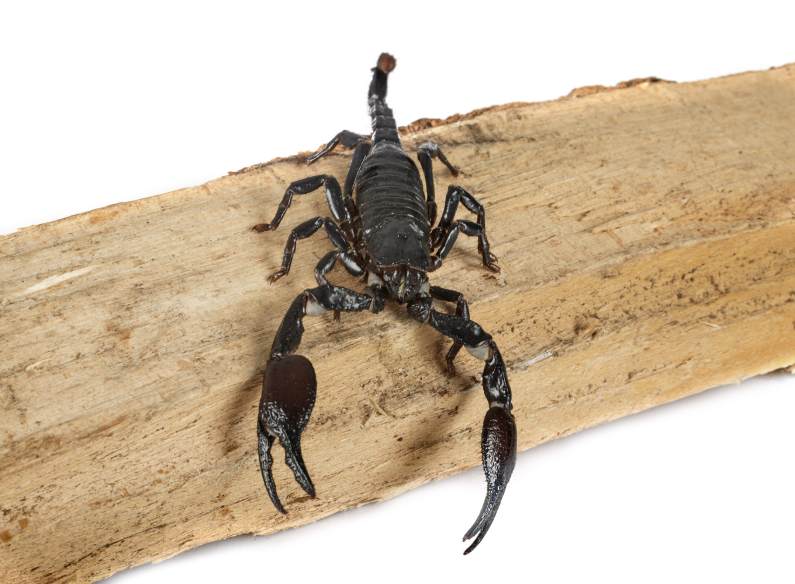 Os escorpiões querem uma vaga até no Senado Federal: cuidado com essas pragas!