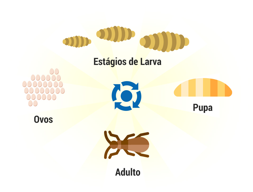 Ciclo de Brocas de Madeira