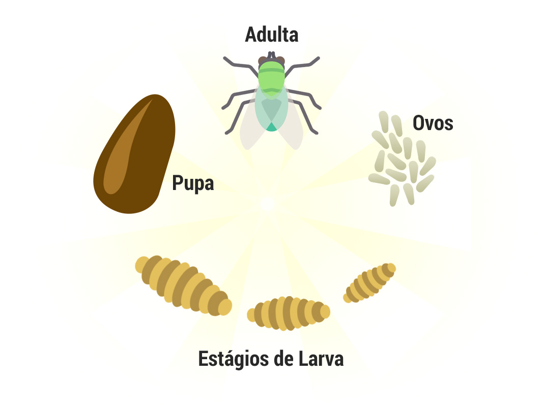 Ciclo de Vida das Moscas Ciclo de Vida das Moscas
