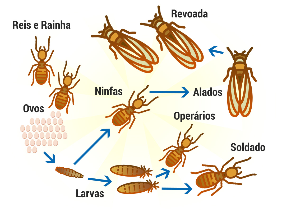 Ciclo de vida abelhas, vespas e marimbondos - Controle de Pragas