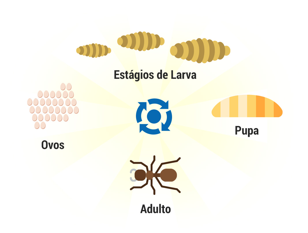 Ciclo de vida das formigas Ciclo de vida das formigas