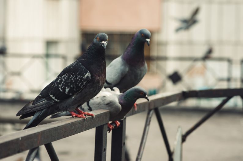 Manejo de Pombos: evite os transtornos causados por essas aves com alta tecnologia