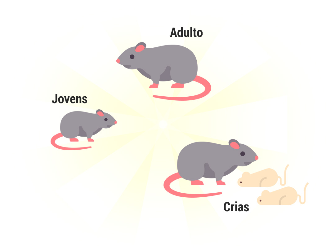 Ratos - Controle de Ratos e Dedetização de Ratos em Belo Horizonte