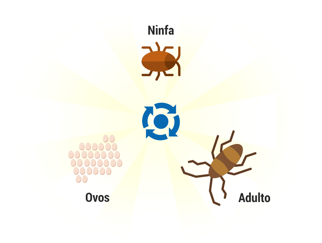 Ciclo de vida abelhas, vespas e marimbondos - Controle de Pragas