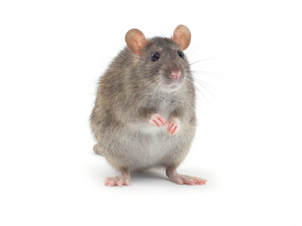 Ratos - Controle de Ratos e Dedetização de Ratos em Belo Horizonte