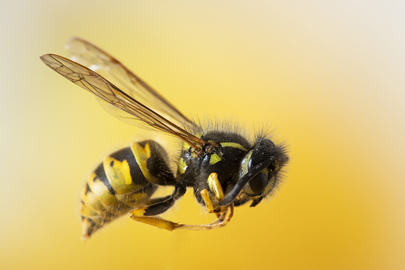 Abelhas, vespas e marimbondos | Tipo de Abelhas