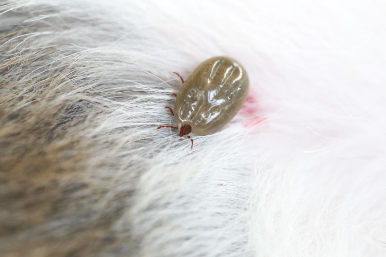 Por que o controle contra pulgas e carrapatos precisa ter duas aplicações?