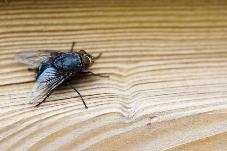Dedetização de moscas em BH elimine essas pragas urbanas perigosas
