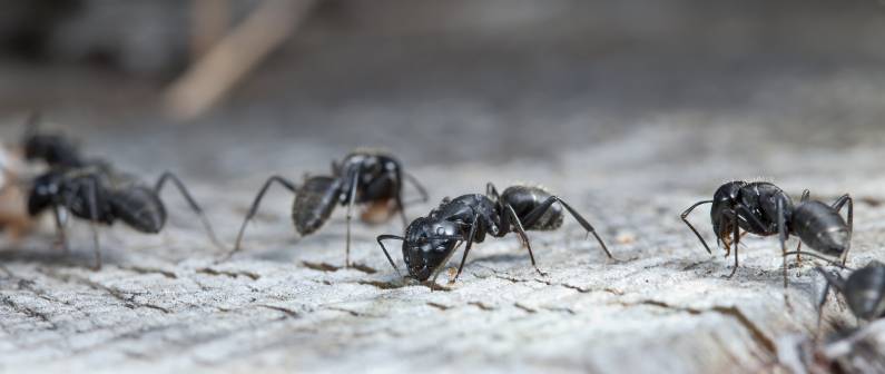 Formigas podem ser mais perigosas do que as baratas para a sua saúde