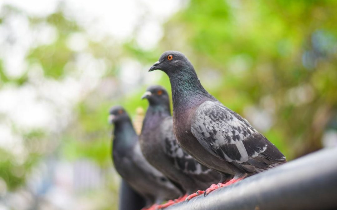 Tipos de pombos no Brasil: veja quais são eles