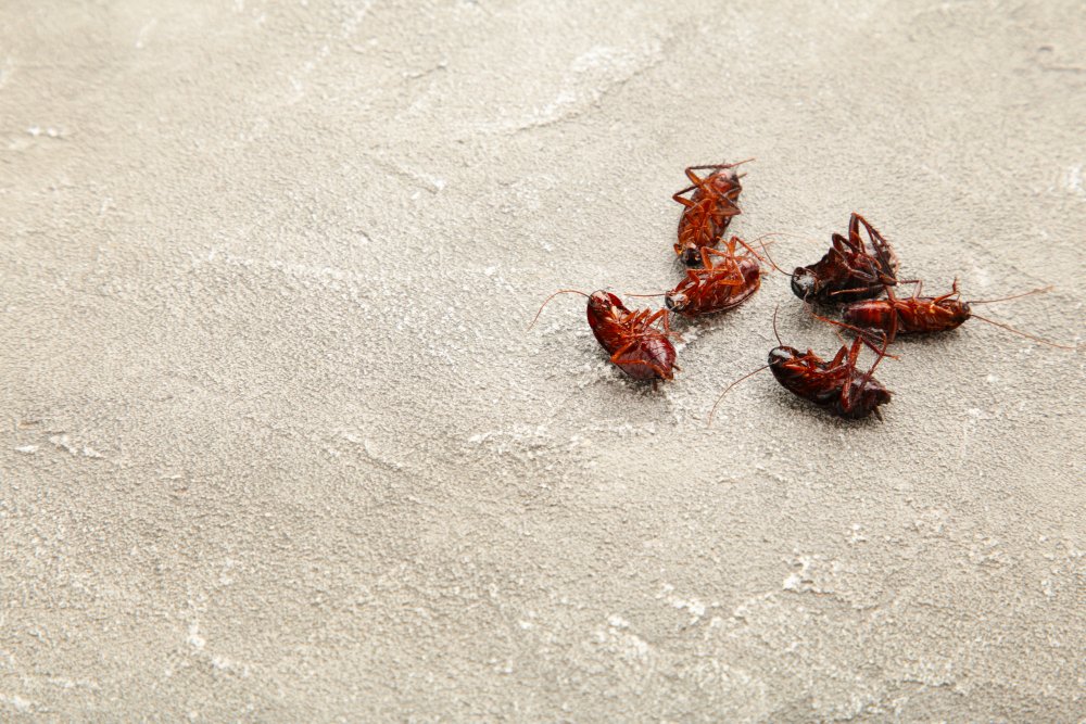 Filhote de barata é sinal de infestação! Contrate serviços de dedetização