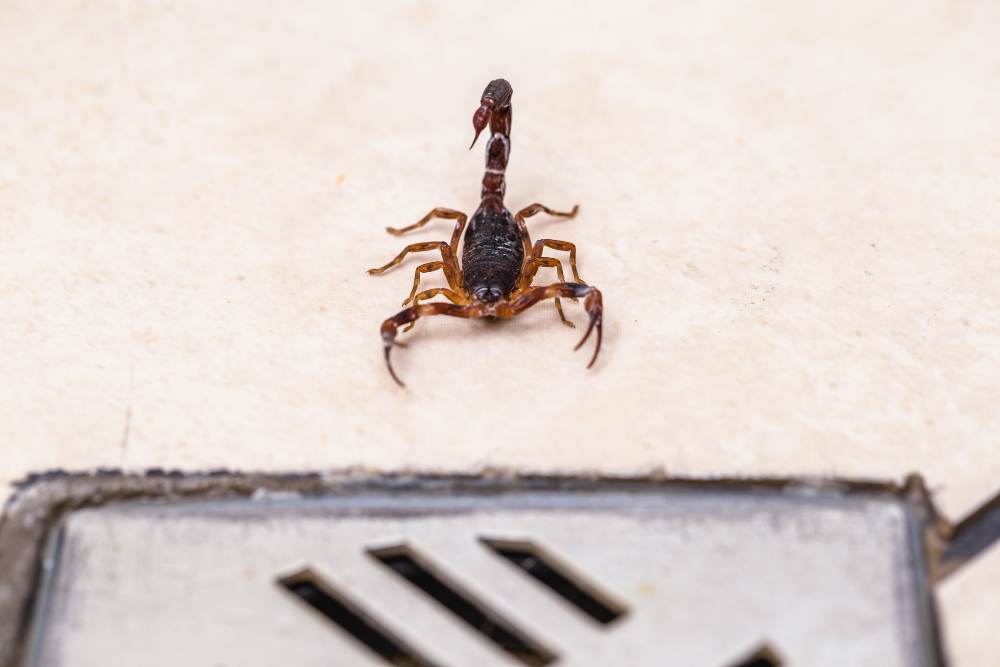 Escorpiões: o que fazer quando encontrá-los?