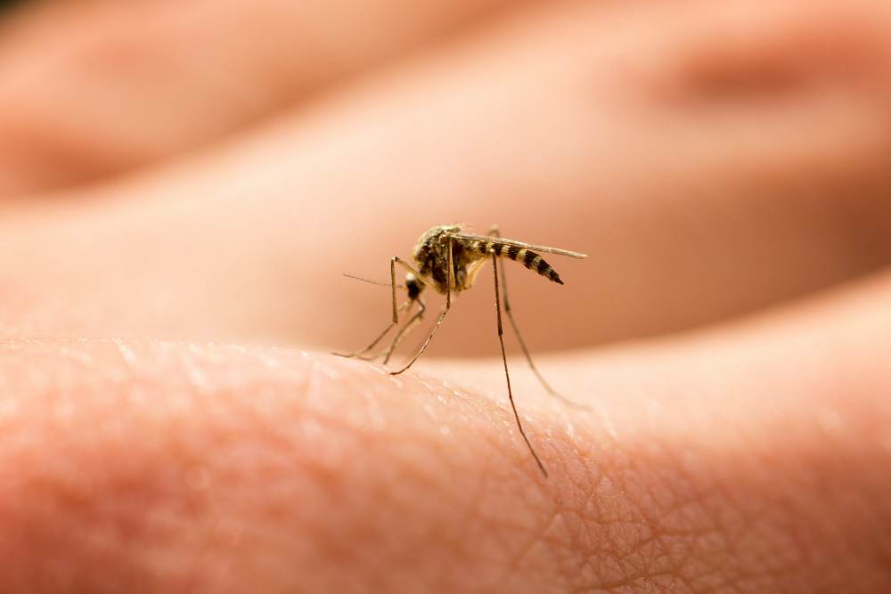Mosquitos: fique atento aos focos para evitar criadouros com a chegada do verão