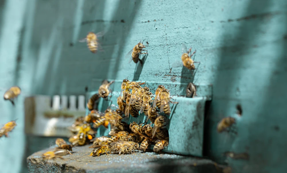 Mulher é atacada por abelhas em BH e é socorrida em estado grave